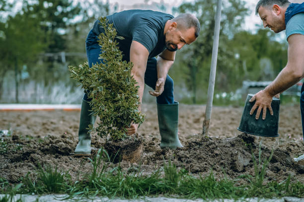 Best Tree Stump Removal  in Flora Vista, NM